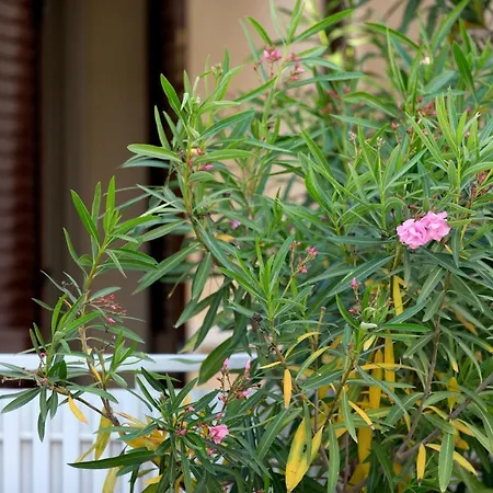 Piccolo Paradiso - Carinzia Freestyle Apartmán Lignano Sabbiadoro